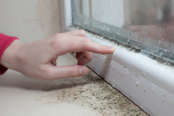 Best Forensic Mold Investigation  in Tower City, PA