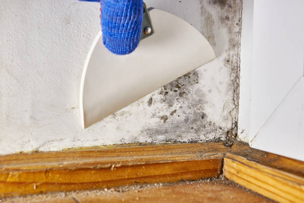 Best Attic Mold Removal  in Tower City, PA