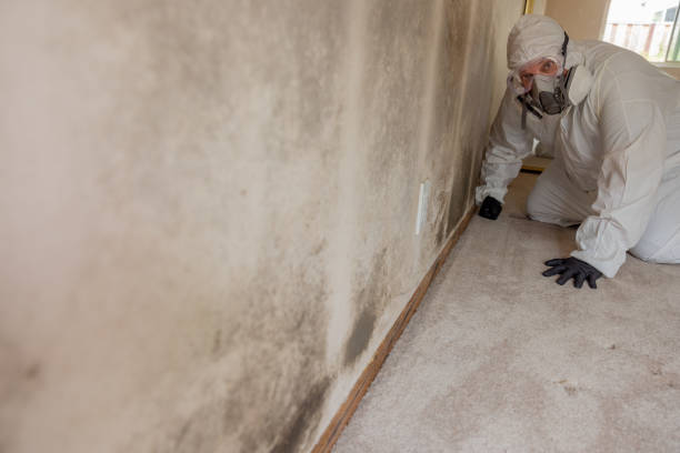 Best Black Mold Removal  in Tower City, PA